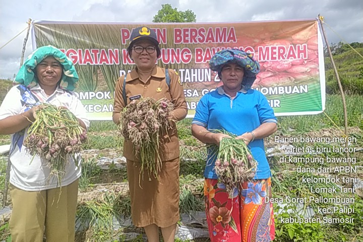 Kelompok Tani Lomak, Desa Gorat Pallombuan bersama Kadis Ketapang dan Pertanian Kabupaten Samosir Dr Tumiur Gultom SP MP.