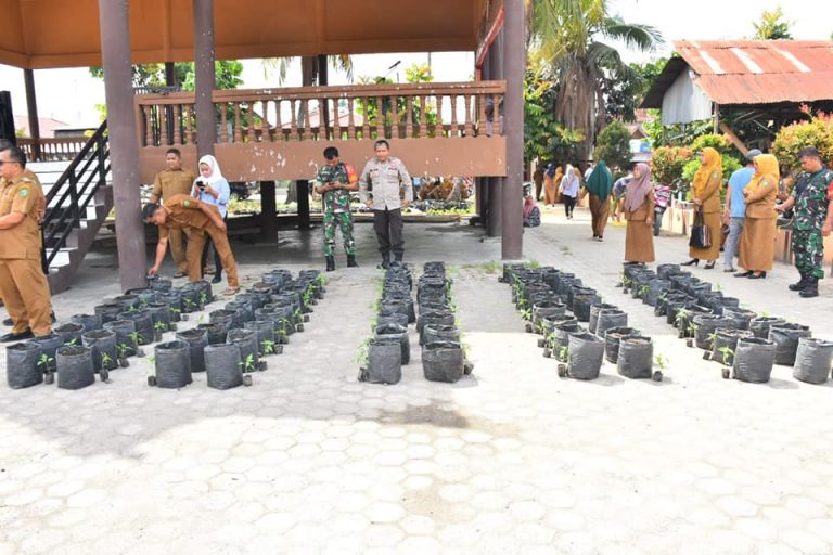 Pembagian bibit cabe dipusatkan di Sopo Godang, Kelurahan Kota Siantar, Kecamatan Panyabungan.