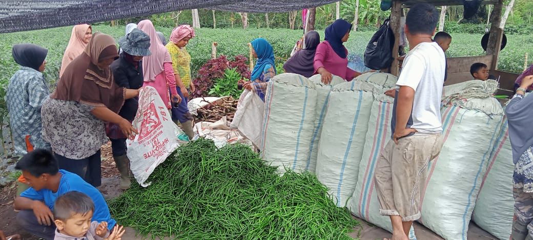 Petani Aceh panen cabe. Dulu penghasilan petani cabe di bawah Rp10 juta perorang. Namun setelah ada bantuan TJSL PLN, omset petani melonjak tajam ada yang mencapai Rp50 juta perorang.