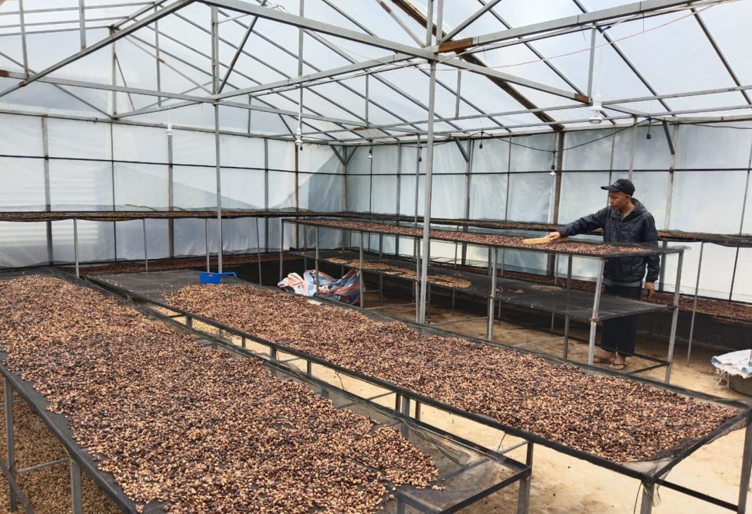 Dengan pembangunan green house maka kemampuan pengeringan biji kopi meningkat 5 kali lipat dari kapasitas sebelumnya. (Dok/PLN)