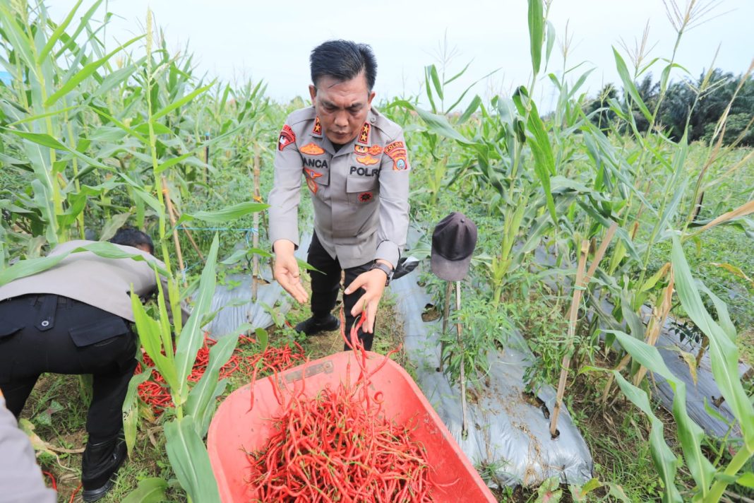 Kapolda  Sumut Irjen Pol Panca Putra Simanjuntak panen perdana cabe di lahan Mapolda Sumut.