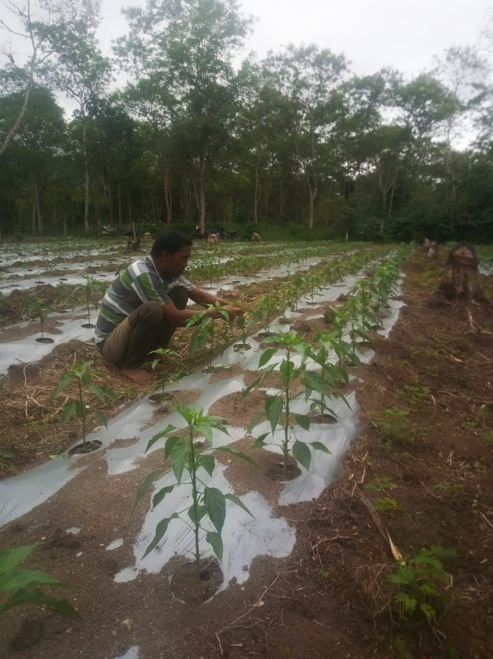 PLN Peduli memberi pelatihan dan budidaya tanaman kepada petani.