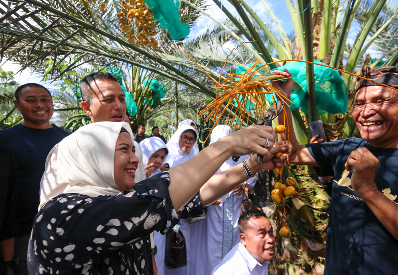 Wakil Gubernur Sumut Musa Rajekshah dan istrinya Sri Ayu Mihari mengunjungi kebun kurma di Desa Kutambaru, Kecamatan Tiganderket, Kabupaten Karo.