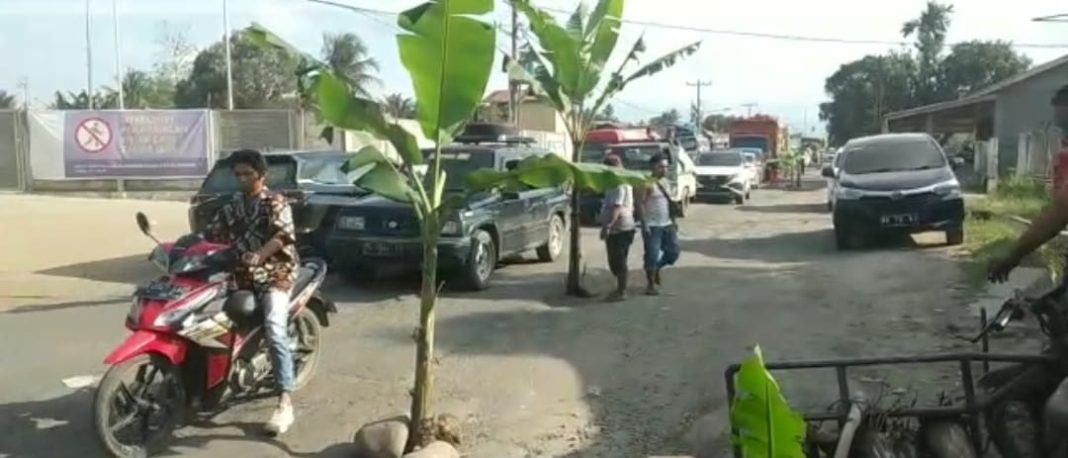 Pohon pisang yang ditanami warga di jalan yang berlubang.