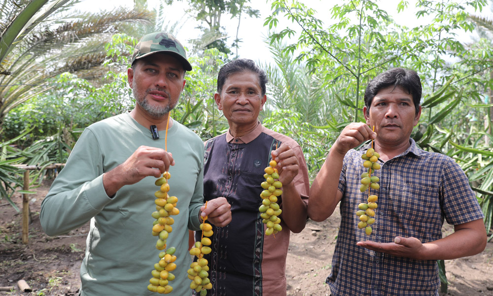 Wakil Gubernur Sumut Musa Rajekshah panen di kebun kurma milik Bena Ukur Tarigan di Kutambaru, Kecamatan Tiganderket, Kabupaten Karo.