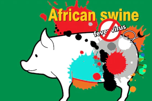 Ilustrasi demam babi Afrika (ASF).