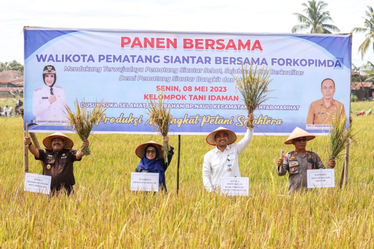 Wali Kota Pematangsiantar dr Susanti Dewayani SpA panen bersama di Jalan Bahkora Bawah, Dusun Suka Selamat, Kelurahan BP Nauli, Kecamatan Siantar Marihat.