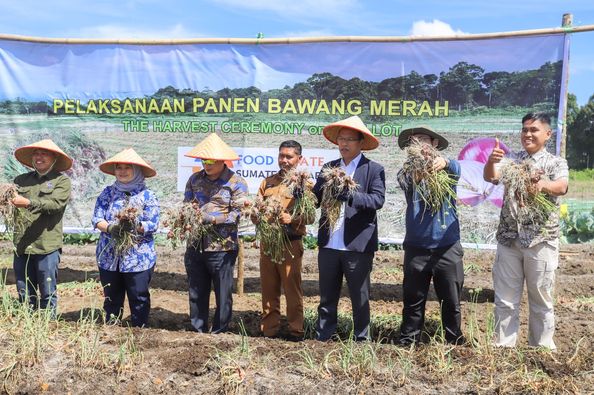 Deputi Bidang Pengelolaan Lingkungan Dan Kehutanan Kementerian Koordinator Bidang Kemaritiman dan Investasi Nani Hendiarti bersama Bupati Humbang Hasundutan Dosmar Banjarnahor SE panen Bawang Merah di Areal Food Estate. (Dok/Kominfo Humbahas)