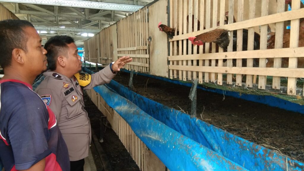 Personel Bhabinkamtibmas Polsek Pangkalan Berandan Aipda Andi menyambangi peternak ayam di Lingkungan III, Kelurahan Alur Dua Baru, Kecamatan Sei Lepan, Kabupaten Langkat, untuk memanfaatkan limbah menjadi pupuk, Sabtu (15/7/2023). (Dok/Polres Langkat)