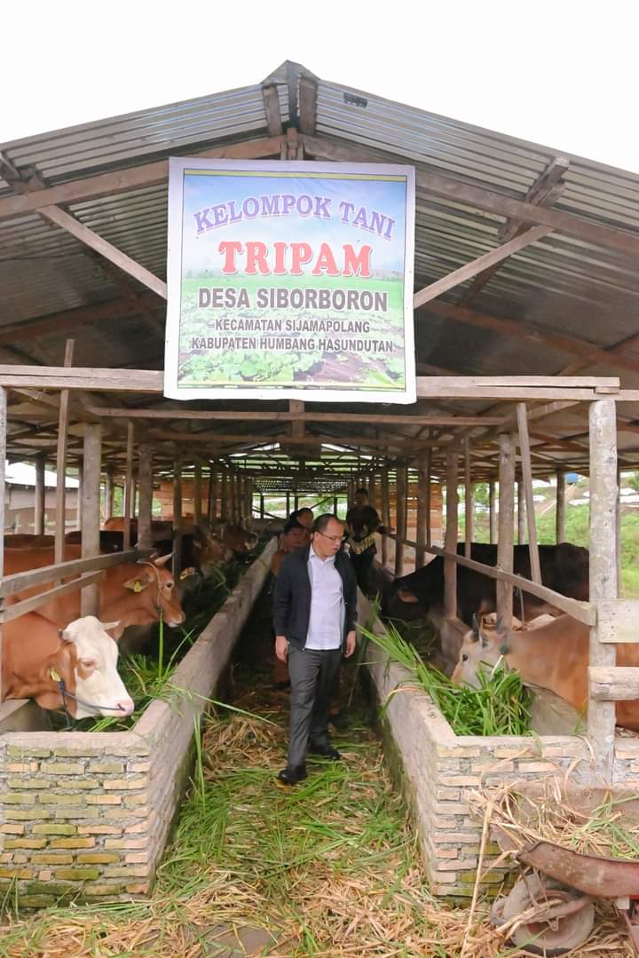 Bupati Humbahas Dosmar Banjarnahor SE didampingi Kadis Peternakan dan Perikanan, Parman Lumban Gaol saat meninjau peternakan sapi Kelompok Tani Dosroha Marade, Desa Sipituhuta, Kecamatan Pollung, Senin (17/7/2023). (Dok/Kominfo Humbahas)