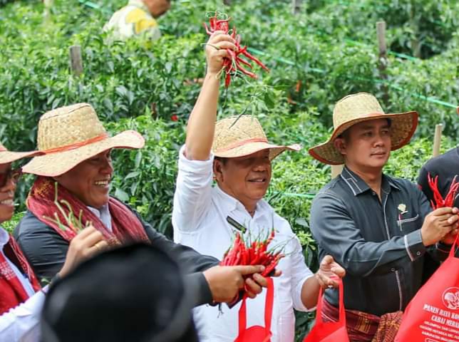 Bupati Simalungun Radiapoh Hasiholan Sinaga bersama anggota DPRD Sumut Mangapul Purba dan Wakil Ketua DPRD Simalungun Samrin Girsang panen raya cabai merah, di Desa Hutaraja, Kecamatan Purba, Kamis (20/7/2023). (Dok/Kominfo Simalungun)