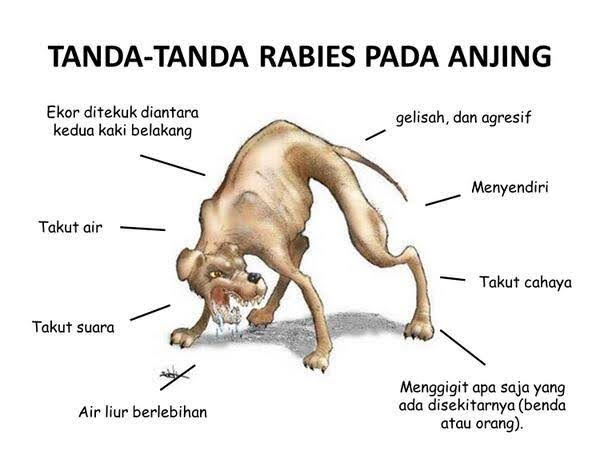 Ilustrasi anjing terkena rabies.