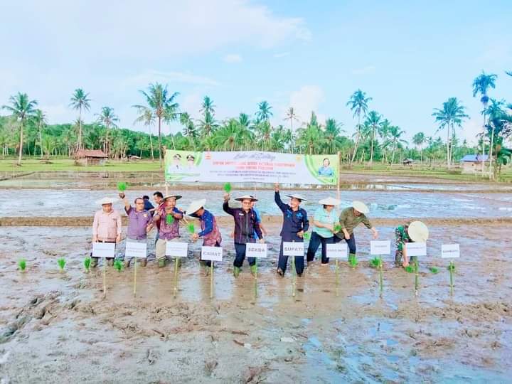 Bupati Nias Barat Khenoki Waruwu saat menanam padi sawah di Sawah Ba'a Desa Hilidaura Kecamatan Mandrehe Barat, Jumat (11/8/2023). (Dok/Kominfo Nias Barat)
