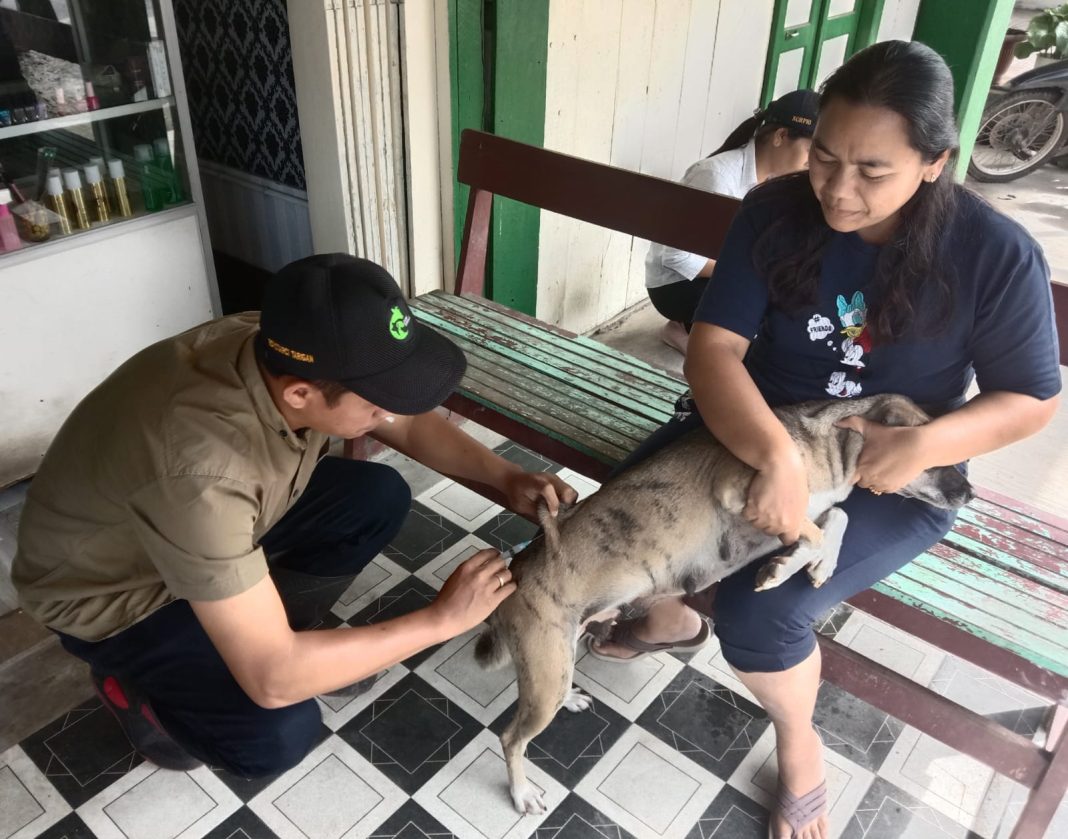 Petugas Dinas Pertanian Simalungun menyuntikkan vaksin rabies terhadap hewan peliharaan anjing di Kelurahan Sondiraya, Rabu (23/8/2023).