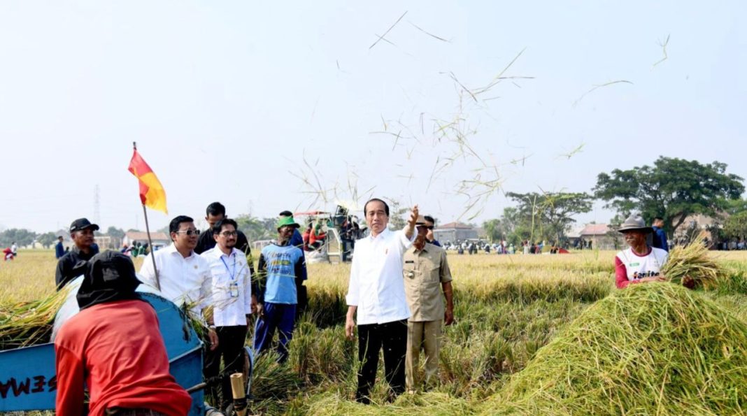 Presiden Republik Indonesia Ir H Joko Widodo mengikuti panen raya padi di Desa Ciasem Girang, Kabupaten Subang, Jawa Barat.