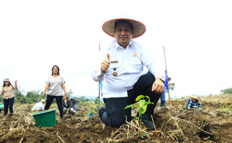 Bupati Samosir Vandiko Timotius Gultom melakukan penanaman bibit kopi di KPT Desa Hariara Pintu, Kecamatan Harian, Rabu (11/10/2023). (Dok/Kominfo Samosir)