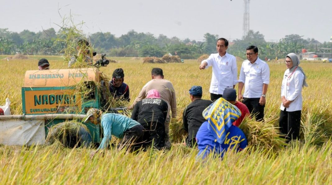 Presiden Republik Indonesia Ir H Joko Widodo mengecek langsung kegiatan panen raya untuk memastikan produksi beras nasional masih baik di tengah kekeringan akibat Super El Nino.