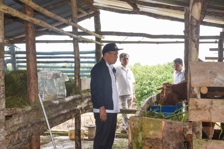 Bupati Humbahas Dosmar Banjarnahor SE tinjau peternakan sapi milik Kelompok Tani Dos Roha Marade, Desa Sipituhuta, Kecamatan Pollung, Rabu (18/10/2023). (Dok/Kominfo Humbahas)