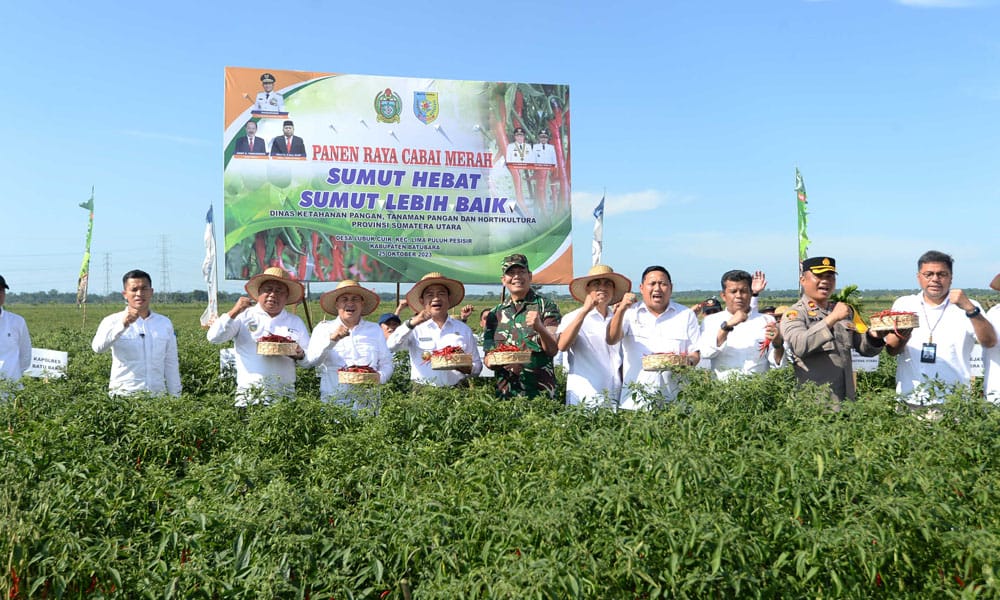 Pj Gubernur Sumut Dr Hassanudin didampingi Bupati Batubara Ir H Zahir MAP dan lainnya panen raya cabai merah di Desa Lubuk Cuik, Kecamatan Lima Puluh Pesisir, Kabupaten Batubara, Rabu (25/10/2023). (Dok/Kominfo Sumut)