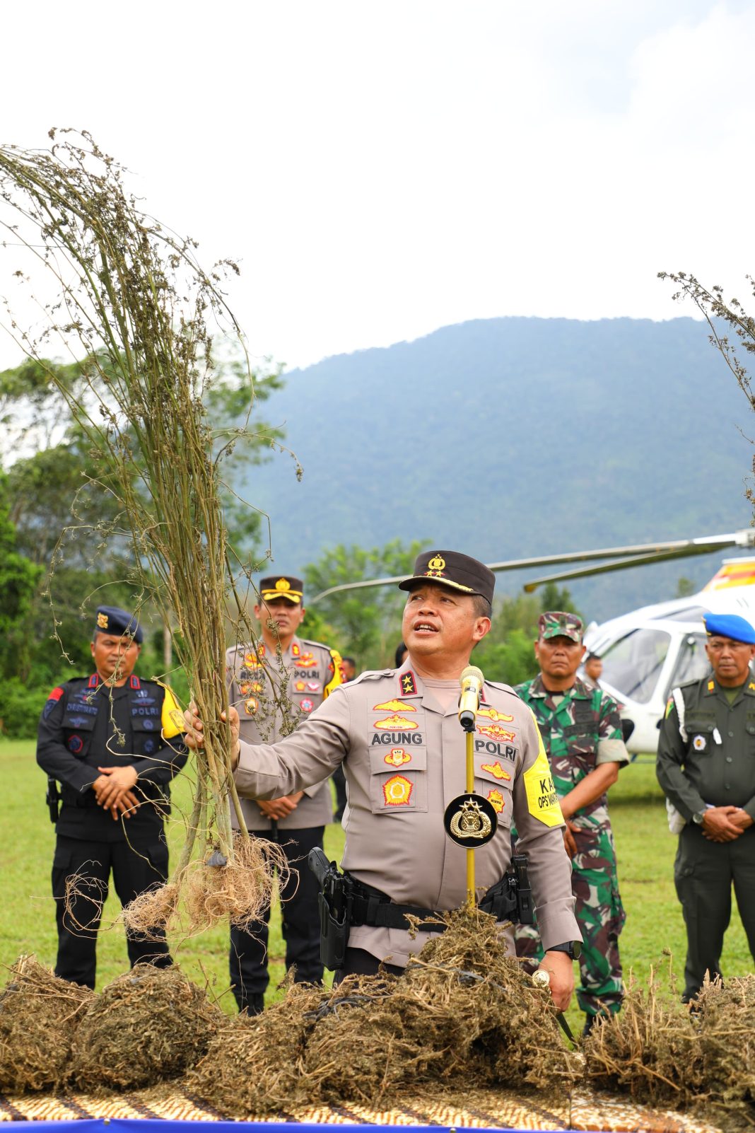 Kapolda Sumut Irjen Pol Agung Setya Imam Effendi menunjukkan pohon ganja saat operasi pemberantasan ladang ganja terbesar wilayah Kabupaten Madina, Sabtu (11/11/2023). (Dok/Polda Sumut)