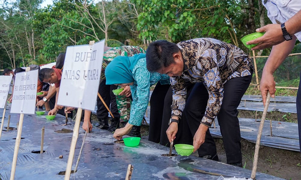 Pj Gubernur Sumut Dr Hassanudin bersama Pj Ketua PKK Sumut Dessy Hassanudin menanam jagung di kebun SMK Negeri 2 Tuhemberua, Jalan Gunungsitoli, Desa Banuagea, Kecamatan Tuhemberua, Kabupaten Nias Utara, Jumat (17/11/2023). (Dok/Kominfo Sumut)