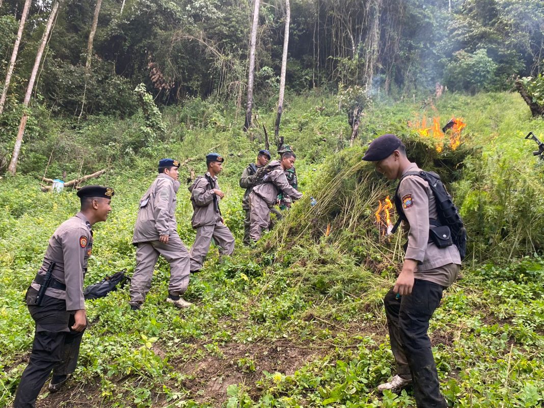 Polda Sumut memusnahkan ladang ganja di Kecamatan Tambangan, Kabupaten Madina. (Dok/Polda Sumut)