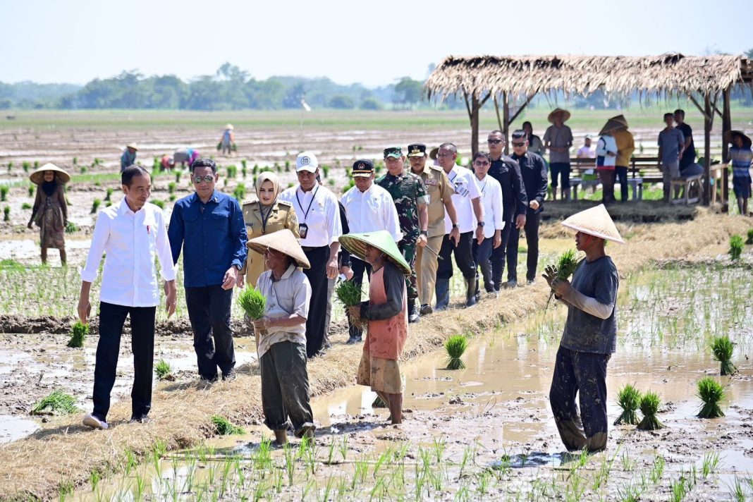 Presiden Jokowi meninjau penanaman padi dan menyerap aspirasi para petani di Kecamatan Kesesi, Kabupaten Pekalongan, Jawa Tengah, Rabu (13/12/2023). (Dok/BPMI Setpres)