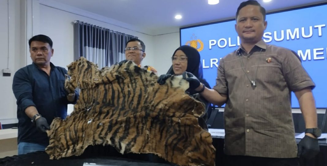 Kapolrestabes Medan Kombes Pol Teddy John S Marbun didampingi Kasat Reskrim Kompol Jama Kita Purba menunjukkan barang bukti kulit harimau, di Mapolrestabes, Selasa (20/2/2024).