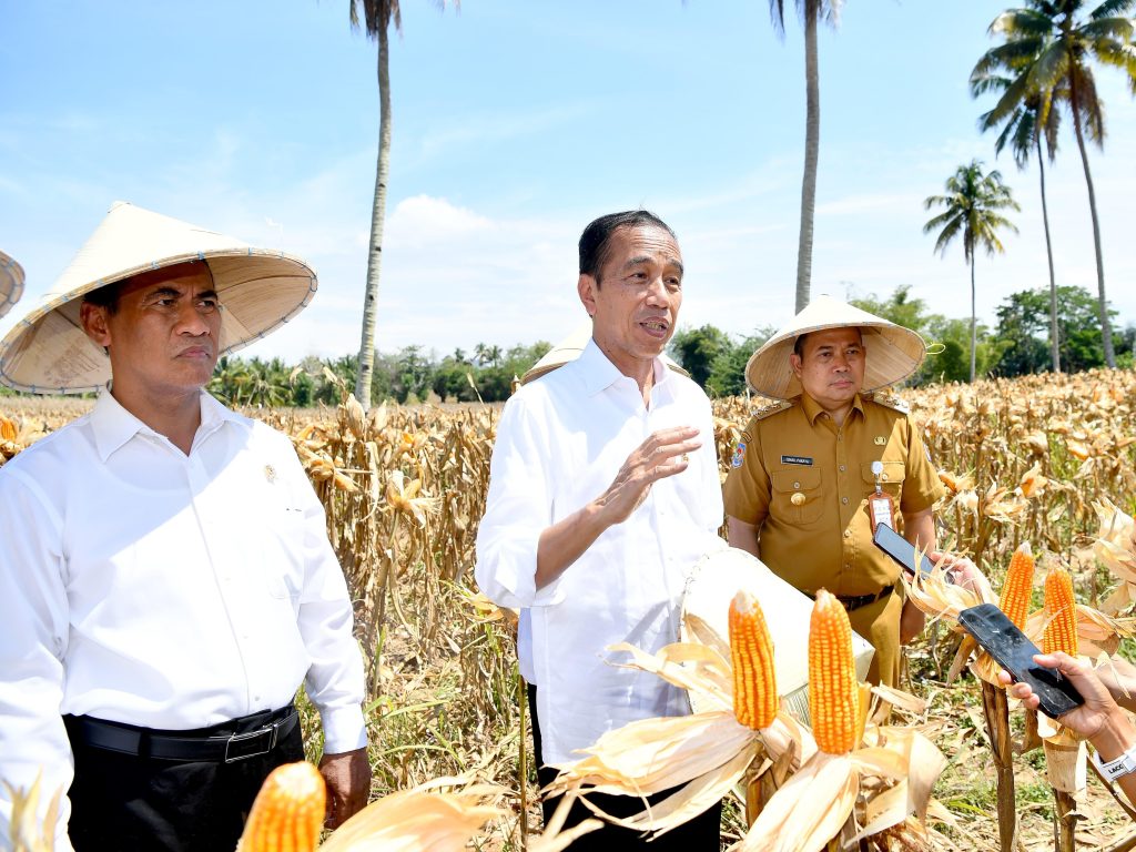 Presiden Jokowi meninjau panen raya jagung di Kabupaten Boalemo, Provinsi Gorontalo, Senin (22/4/2024). (Dok/BPMI Setpres)