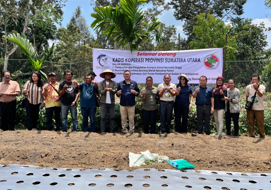 Kadiskop Sumut Naslindo Sirait diabadikan sebelum menanam bawang bersama Komunitas Masyarakat Tani Tabur Tuai di Kelurahan Gurilla, Kecamatan Siantar Sitalasari-Pematangsiantar, Jumat (26/4/2024). (Dok/Diskop Sumut)