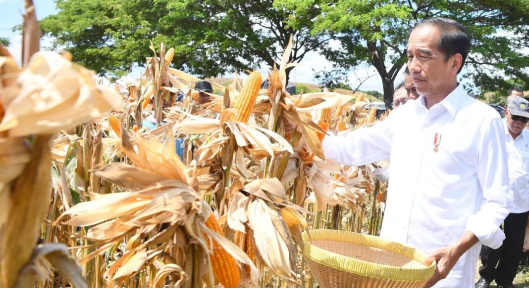 Presiden Jokowi meninjau panen raya jagung di Kabupaten Sumbawa, Provinsi NTB.