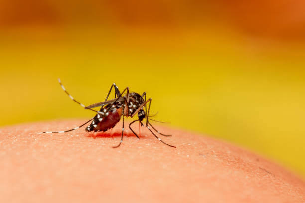 Nyamuk Aedes Aegypti.