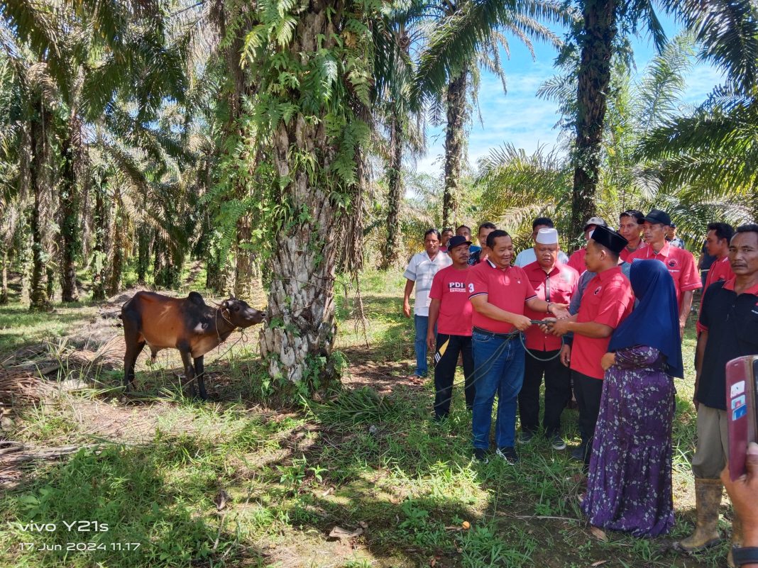 Ketua DPD PDI Perjuangan Sumut Drs Rapidin Simbolon MM didampingi Wakil Ketua DPD PDI Perjuangan Sumut Ustad Syahrul Efendy Siregar menyerahkan hewan kurban ke DPC PDI Perjuangan Padanglawas yang diterima Ketua DPC PDI Perjuangan Padanglawas Haris Simbolon didampingi Sekretaris DPC PDI Perjuangan Padanglawas Arpanul Hakim, Senin (17/6/2024). (Dok/PDIP Sumut)