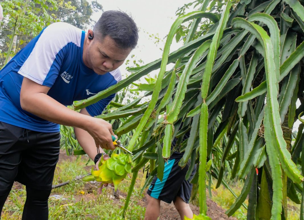 Wakil Bupati Sergai H Adlin Tambunan memetik buah naga saat berkunjung ke kebun buah naga milik Satria Kurniawan di Desa Simpang Empat, Kecamatan Seirampah, Kamis (18/7/2024). (Dok/PWI Sergai)