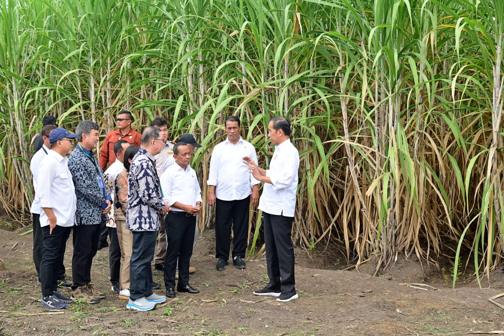 Presiden Jokowi melakukan penanaman tebu perdana di PT Global Papua Abadi, Kampung Sermayam, Distrik Tanah Miring, Kabupaten Merauke, Papua Selatan, Selasa (23/7/2024). (Dok/BPMI Setpres)