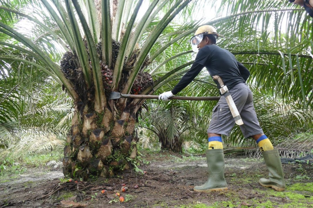 BPDPKS komitmen mendukung hilirisasi industri sawit di Indonesia, sebuah strategi yang bertujuan untuk meningkatkan nilai tambah dan perekonomian nasional. (Dok/Kemenkeu)