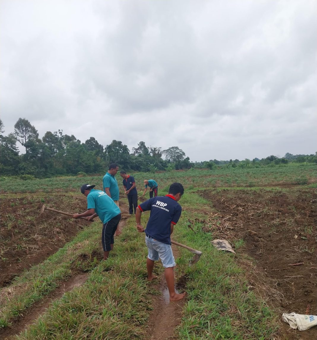 Dalam rangka memperingati Hari Tani Nasional, Lapas Kelas IIA Pancurbatu membina para narapidana yang sudah menjalani setengah masa pidana dalam rangka program reintegrasi membuka kegiatan pembinaan pertanian, Selasa (24/9/2024). (Dok/Humas Lapas Pancurbatu)