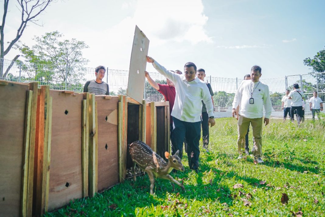 Pj Sekda Kota Medan Topan Obaja Putra Ginting melepas 15 ekor Rusa Totol Jinak jenis Axis-Axis dari Istana Kepresidenan Bogor di Taman Cadika, Rabu (9/10/2024). (Dok/Humas Kota Medan)