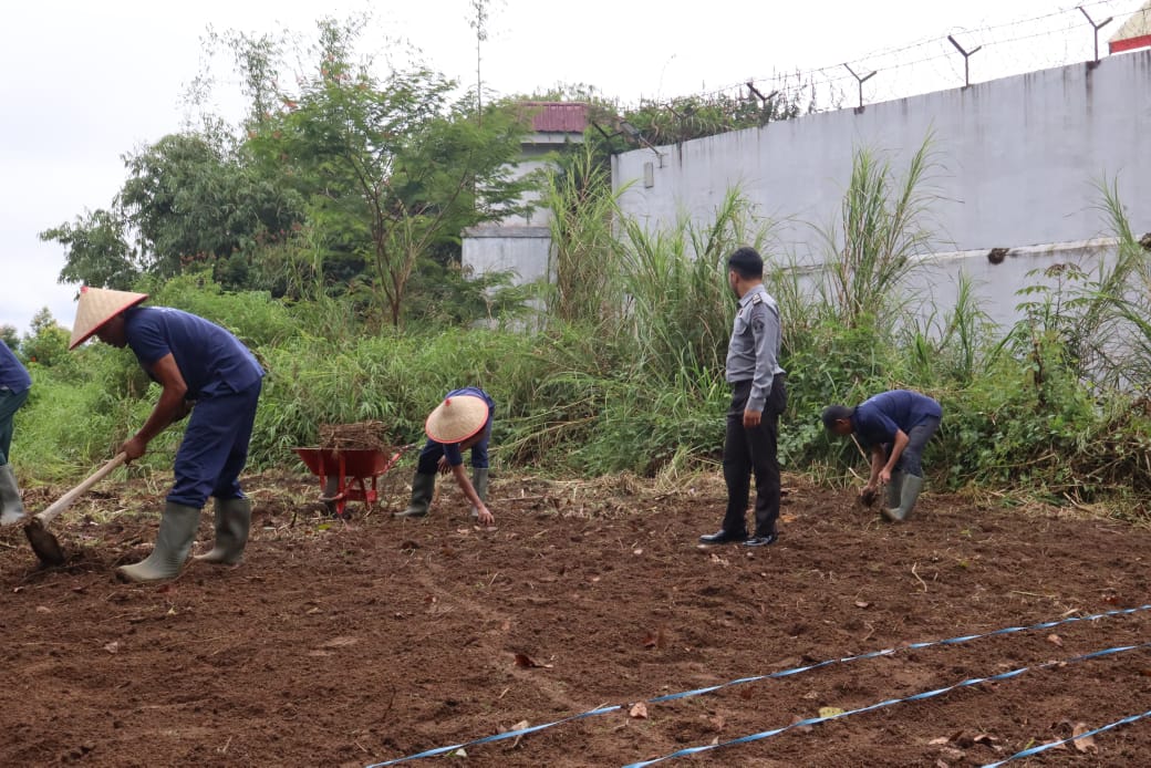 Warga Binaan Pemasyarakatan Lapas Narkotika Kelas IIA Pematangsiantar melakukan kegiatan menanam jagung, Kamis (14/11/2024). (Dok/Humas Lapas)