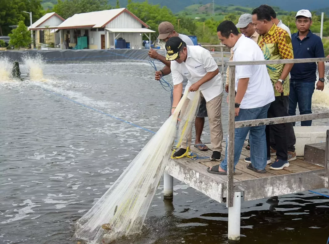 Pj Gubernur NTB, Hassanudin, menghadiri kegiatan Panen Udang di Kawasan Tambak Desa Buer, Kabupaten Sumbawa, pada Sabtu (25/1/2025). (Dok/Kominfotik NTB)