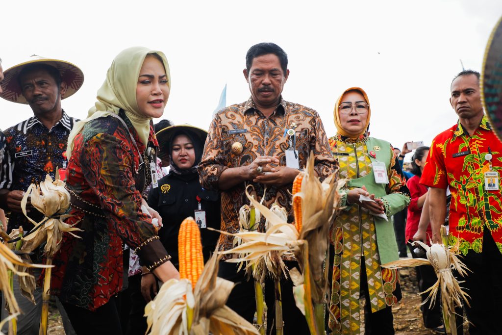 Penjabat Gubernur Jawa Tengah, Nana Sudjana, memimpin panen raya jagung bersama Kelompok Tani Hutan (KTH) di Desa Tegalsumur, Kecamatan Brati, Kabupaten Grobogan, pada Selasa (14/1/2025). (Dok/Humas Jateng)