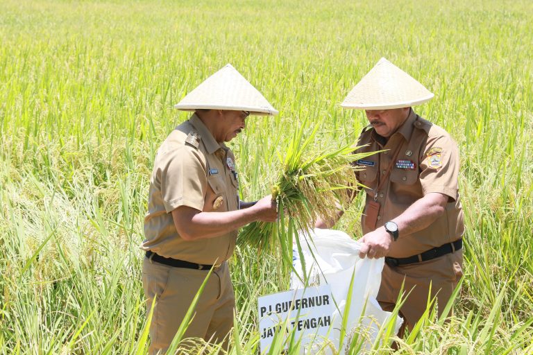 Pj Gubernur Jateng, Nana Sudjana, melakukan panen padi di salah satu area pertanian di Jawa Tengah. (Dok/Diskominfo Jateng)