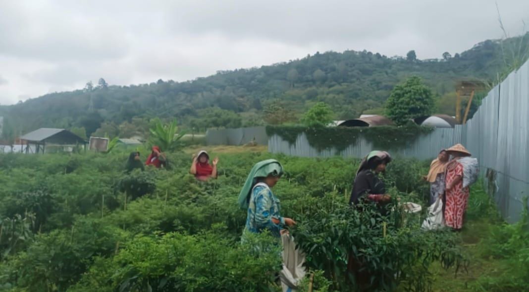 PLN UIP Sumbagut memberikan bantuan berupa pelatihan budidaya cabai dengan pemberdayaan kaum perempuan yang tergabung menjadi anggota kelompok Tani Sarungke. (Dok/PLN)