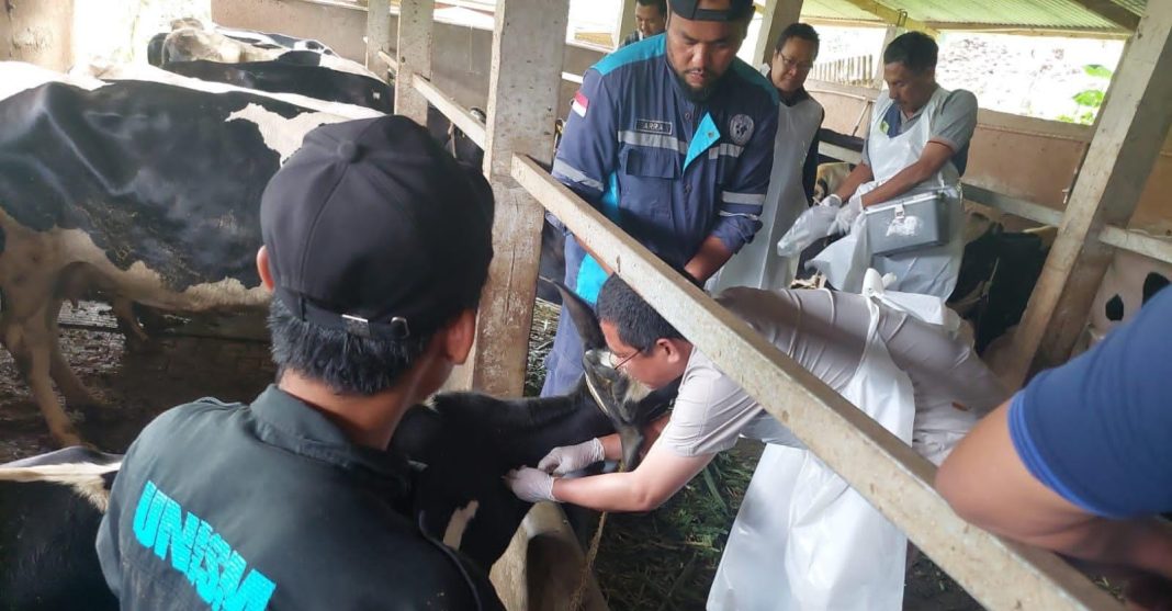 Proses vaksinasi PMK di Desa Puspo, Pasuruan, yang melibatkan peternak dan tim kesehatan hewan untuk mencegah penyebaran wabah.