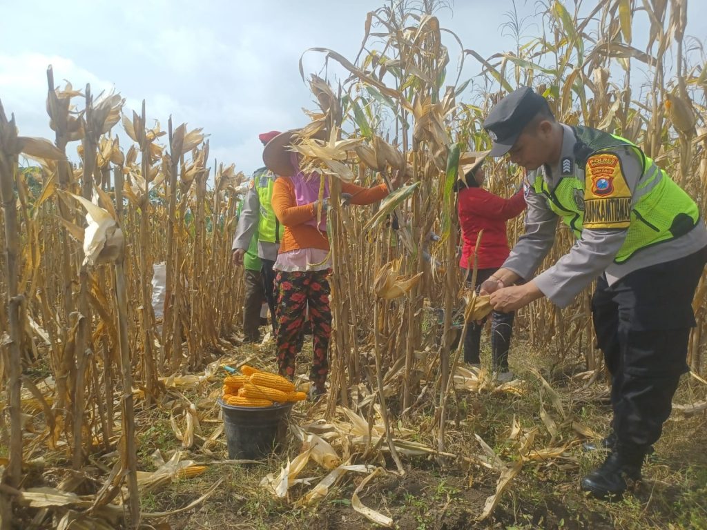 Bhabinkamtibmas Desa Pejok, Aiptu Dali Witoro, bersama Babinsa dan warga Desa Pejok, melaksanakan panen jagung di lahan milik Juma'in, Desa Pejok, Kecamatan Kedungadem, Kabupaten Bojonegoro, pada Minggu (16/2/2025). (Dok/Humas Polri)