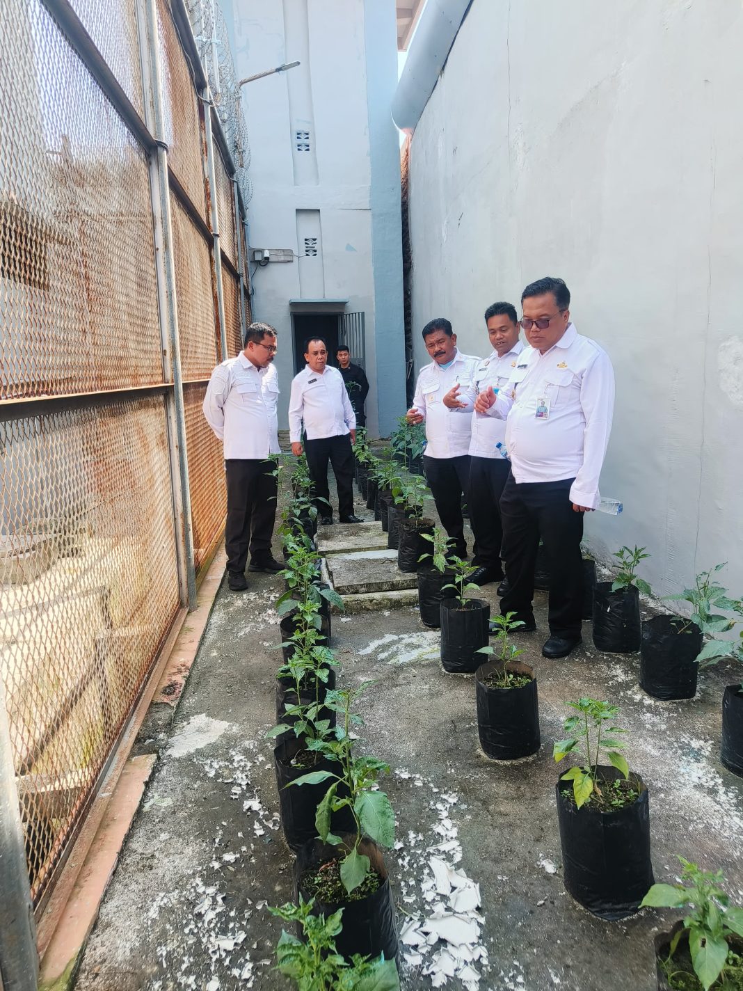 Kalapas Kelas IIA Pancurbatu, Tribowo, bersama jajaran melakukan pengecekan terhadap pertumbuhan tanaman cabe di area Branggang Menara Lapas Pancurbatu, Selasa (04/02/2025).