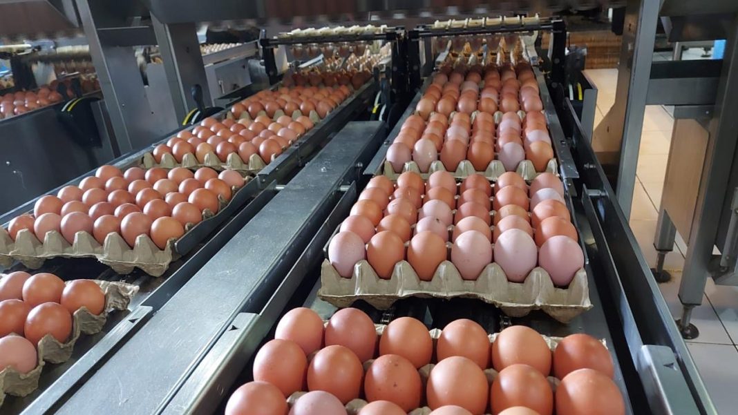 Telur konsumsi sedang melalui proses sortasi dan pengemasan di fasilitas produksi sebelum dikirim ke negara tujuan ekspor. (Dok/Humas PKH)