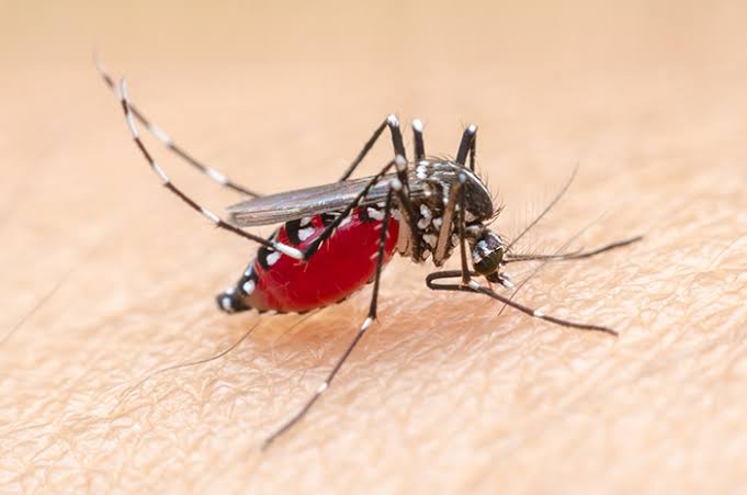 Ilustrasi Malaria.
