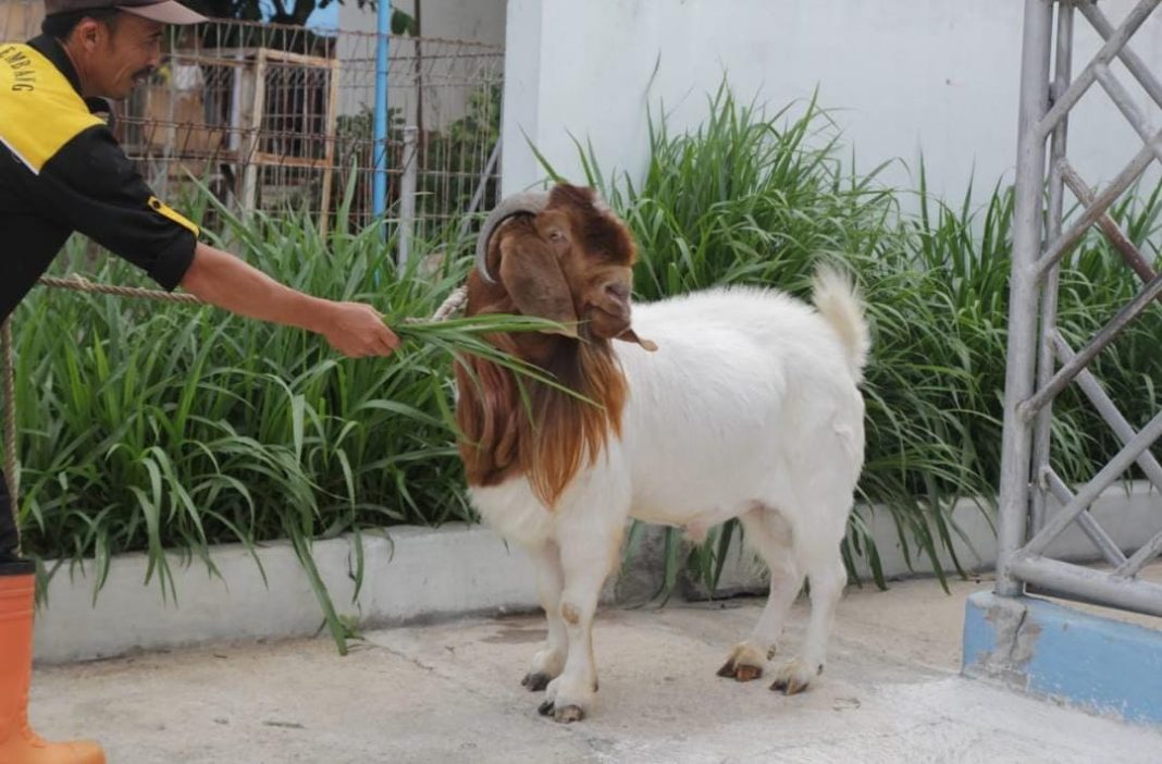 Seorang petugas memberi pakan kambing jantan yang dipersiapkan sebagai hewan kurban.