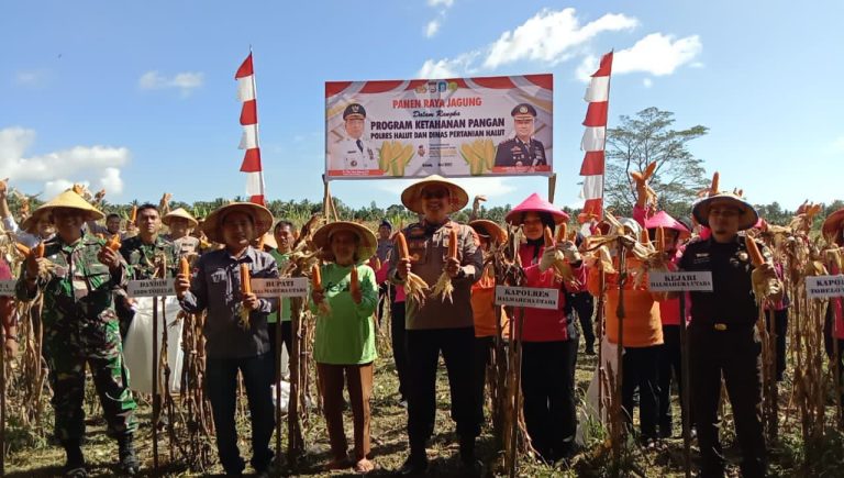 Kapolres Halmahera Utara, AKBP Faidil Zikri, bersama Kadis Pertanian Halut Piet Hein Onthony, dan perwakilan TNI serta masyarakat, melakukan panen raya jagung di Desa Kali Pitu, Kecamatan Tobelo Tengah, Senin (12/5/2025). (Dok/Humas Polri)